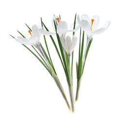 Beautiful crocus flowers on white background