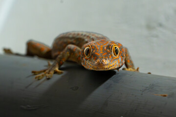 dark-skinned tokay gecko on grey housing wall, crawl to search for food