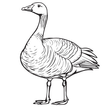 recommend clip art: Goose in cartoon, doodle style . Image for t-shirt, web, mobile apps and ui. Isolated 2d vector illustration in logo, icon, sketch style, Eps 10, black and white. AI Generative