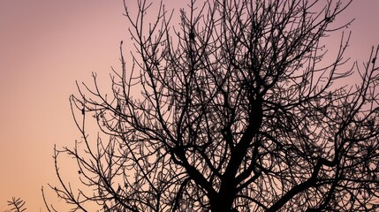 Silhouette of a tree with branches without leaves, minimalistic contours against the backdrop of a winter dawn --no text, titles --ar 16:9 --quality 0.5 --stylize 0 Job ID: 1dc33994-51ac-4771-a1b4