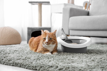 Cute cat with litter box lying on carpet at home