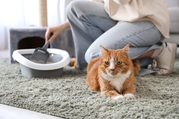 Cute cat lying on carpet with owner cleaning litter box at home, closeup