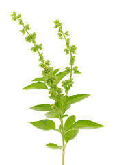 Great basil isolated on white background, Ocimum basilicum