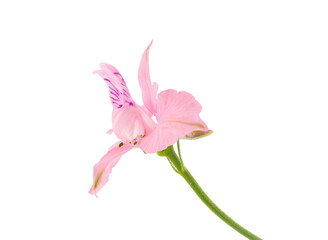 Oriental knight’s spur pink flower isolated on white background, Consolida orientalis