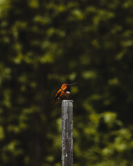 Hummingbird resting on fence post