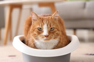 Cute cat in litter box at home, closeup