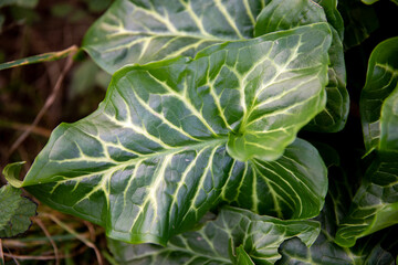Samples of plant life from the shores of Godrevy Beach in Cornwall, UK.