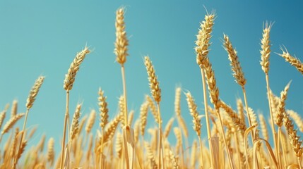 Fototapeta premium Wheat field with clear blue sky snapshot