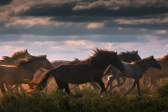 Herd of horses in the mongolian steppe, Dornod province, Mongolia, Asia