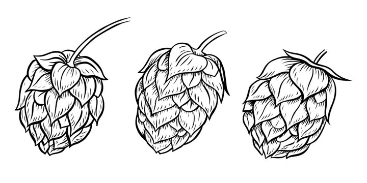 Cones of hops. A set of vector black-and-white hand-drawn illustrations highlighted on a white background. Design elements for pub or restaurant menus, labels and poster, logo and packaging