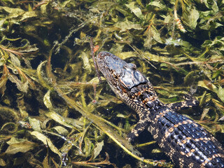 Baby alligators in a natural environment.