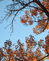 autumn leaves against sky