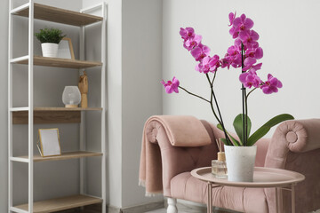 Orchid flower on table near pink armchair in living room