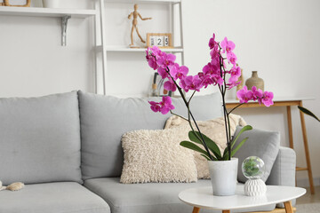 Orchid flower on table in light living room
