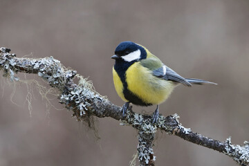 Great tit (Parus major) sitting on a branch in the garden in spring.	
