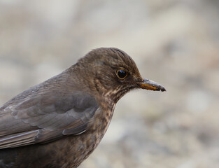 Eurasian blackbird or common blackbird (Turdus merula) female closeup looking for food in the garden in spring.	
