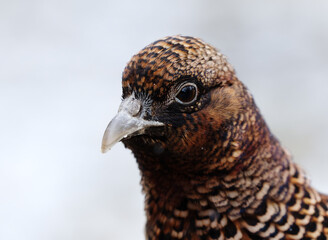 Common pheasant (Phasianus colchicus) female closeup in spring.	
