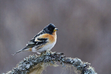 Brambling (Fringilla montifringilla) male perched on a branch in spring.	
