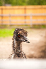 Close up view of cute ostrich emu. Australian ostrich emu walk in the paddock. Emu is second largest living bird on the planet. .