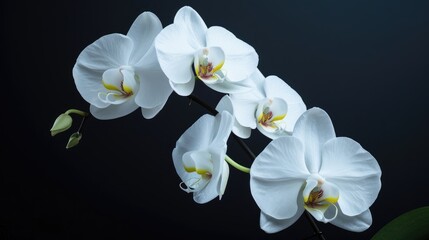 Fototapeta premium Moon Orchids The Beautiful White Phalaenopsis Amabilis Flowers