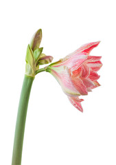 Hippeastrum (amaryllis)  "Amazing Belle" on   white background  isolated