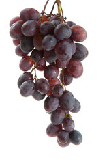 Bunch of organic black grapes isolated on white background.