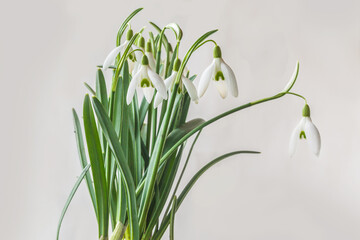 Snowdrop  (galanthus nivalis)  flowers
