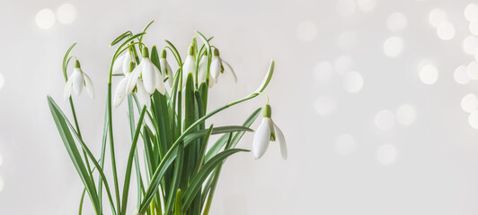 Snowdrop  (galanthus nivalis)  flowers