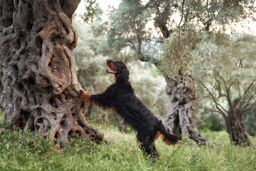 Gordon Setter interacts with an ancient olive tree, lively and inquisitive. The dog stands on hind...