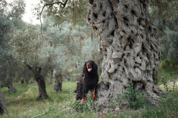 Gordon Setter interacts with an ancient olive tree, lively and inquisitive. The dog stands on hind...