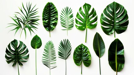 collection leafs of tropical