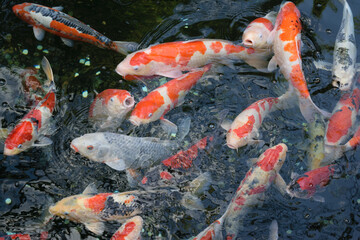 Colorful koi fish swimming in a pond