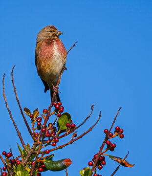 bird on a branch