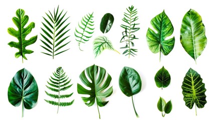 collection leafs of tropical