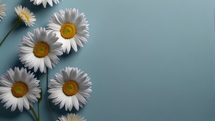 several white daisies with yellow centers in full bloom. The daisies are set against a clear blue background. used for websites, packaging, or marketing materials