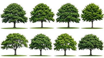 Set of tree isolated on white background