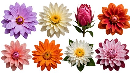 Set of flower isolated on white background