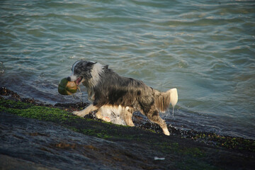 dog running on the beach