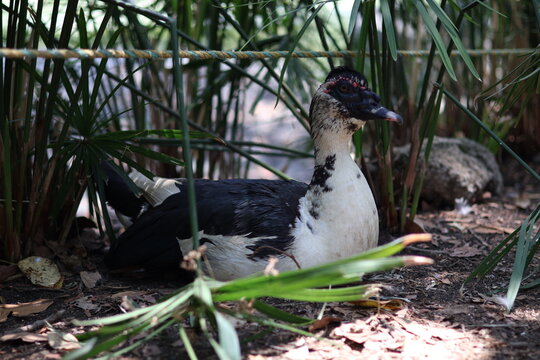 Pato blanco y negro de cerca posando en unos matorrales