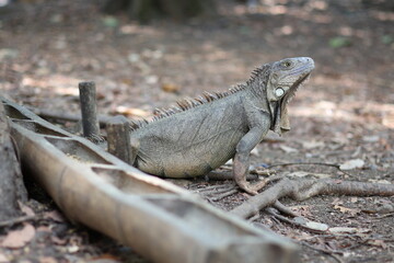 Iguana verde de cerca comiendo de un comedero