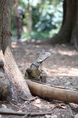 Iguana verde de cerca comiendo de un comedero