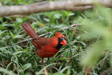 A male Northern cardinal eating an insect