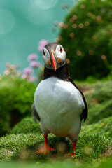 Atlantic Puffin