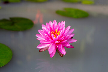 Beautiful pink water lily. lotus water plant