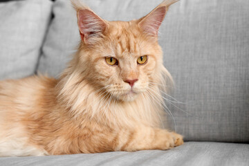 Cute beige Maine Coon cat lying on grey sofa at home