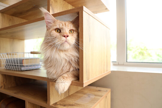 Cute beige Maine Coon cat lying on wooden shelf at home - Powered by Adobe