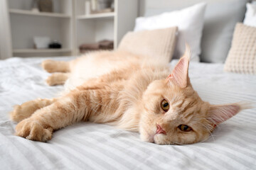 Cute beige Maine Coon cat lying on bed at home, closeup