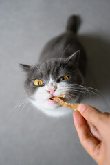 Hand-feeding food to British Shorthair cat