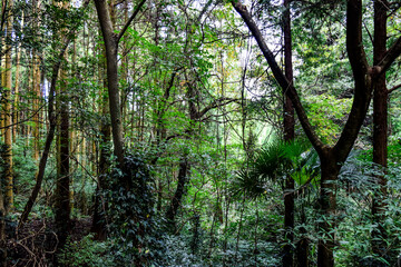 熊本県八代市・竜峰山の風景