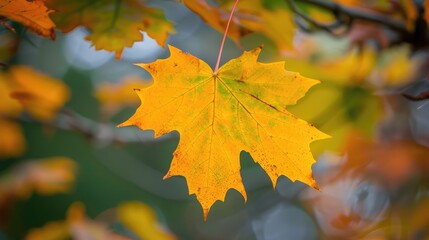 Maple Tree Leaf in Fall